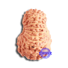 Load image into Gallery viewer, 18 Mukhi Rudraksha from Indonesia - Bead No. 174
