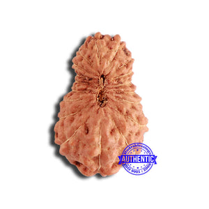 18 Mukhi Rudraksha from Indonesia - Bead No. 202