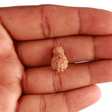 Load image into Gallery viewer, 18 Mukhi Rudraksha from Indonesia - Bead No. 202
