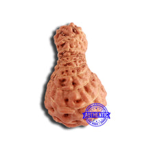 Load image into Gallery viewer, 18 Mukhi Rudraksha from Indonesia - Bead No. 202
