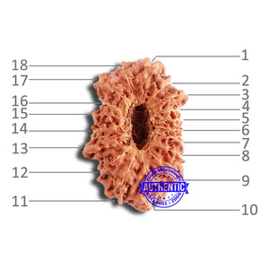 18 Mukhi Rudraksha from Indonesia - Bead No. 208