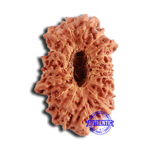 Load image into Gallery viewer, 18 Mukhi Rudraksha from Indonesia - Bead No. 208
