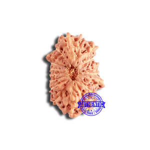 18 Mukhi Rudraksha from Indonesia - Bead No. 208