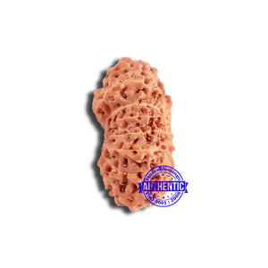 18 Mukhi Rudraksha from Indonesia - Bead No. 208