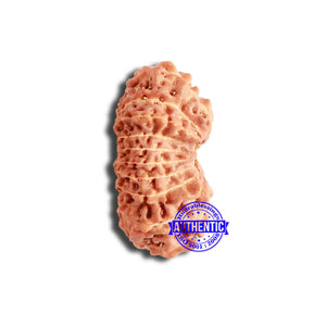 18 Mukhi Rudraksha from Indonesia - Bead No. 208