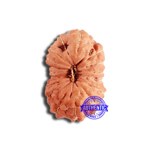 18 Mukhi Rudraksha from Indonesia - Bead No. 211