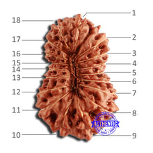 Load image into Gallery viewer, 18 Mukhi Rudraksha from Indonesia - Bead No. 226
