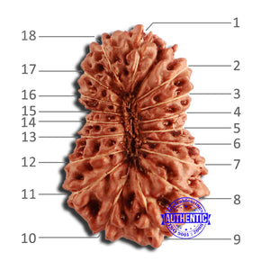 18 Mukhi Rudraksha from Indonesia - Bead No. 226