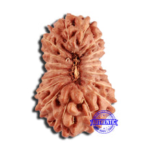 Load image into Gallery viewer, 18 Mukhi Rudraksha from Indonesia - Bead No. 226
