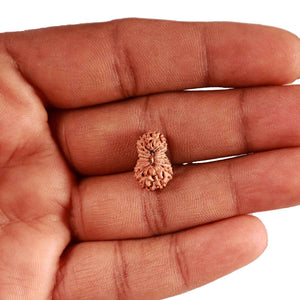 18 Mukhi Rudraksha from Indonesia - Bead No. 226