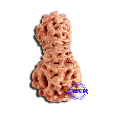 Load image into Gallery viewer, 18 Mukhi Rudraksha from Indonesia - Bead No. 226
