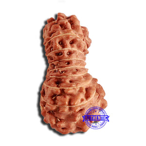 18 Mukhi Rudraksha from Indonesia - Bead No. 226