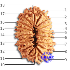 18 Mukhi Rudraksha from Nepal - Bead No. 58