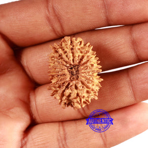 18 Mukhi Rudraksha from Nepal - Bead No. 58