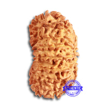 Load image into Gallery viewer, 18 Mukhi Rudraksha from Nepal - Bead No. 58
