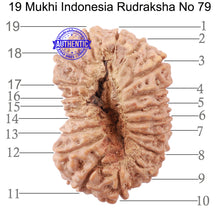 Load image into Gallery viewer, 19 Mukhi Indonesian Rudraksha - Bead 79
