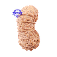 Load image into Gallery viewer, 19 Mukhi Indonesian Rudraksha - Bead 79
