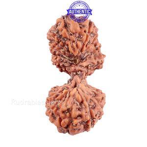 19 Mukhi Indonesian Gaurishankar Rudraksha - Bead 90