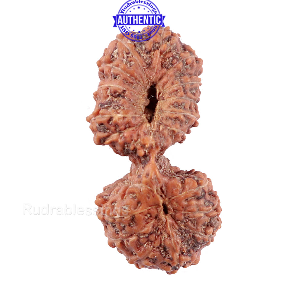 19 Mukhi Indonesian Gaurishankar Rudraksha - Bead 90