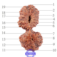 Load image into Gallery viewer, 19 Mukhi Indonesian Gaurishankar Rudraksha - Bead 90
