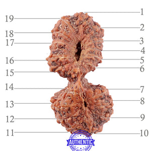 19 Mukhi Indonesian Gaurishankar Rudraksha - Bead 90