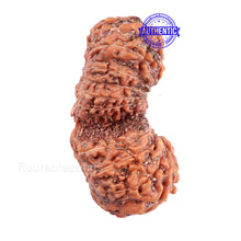 Load image into Gallery viewer, 19 Mukhi Indonesian Gaurishankar Rudraksha - Bead 90
