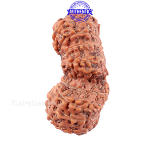 19 Mukhi Indonesian Gaurishankar Rudraksha - Bead 90