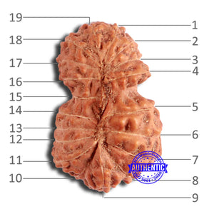 19 Mukhi Indonesian Gaurishankar Rudraksha - Bead 100