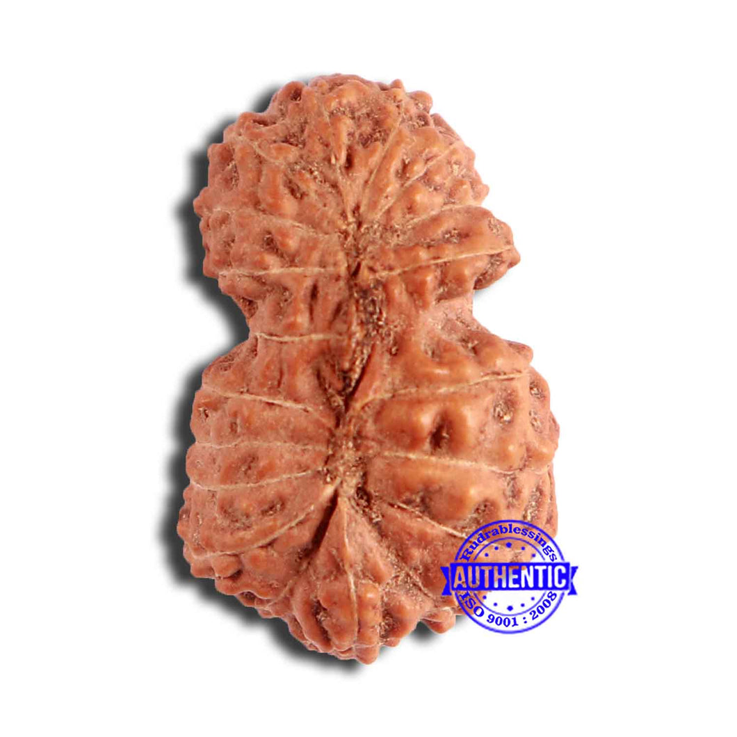 19 Mukhi Indonesian Gaurishankar Rudraksha - Bead 100