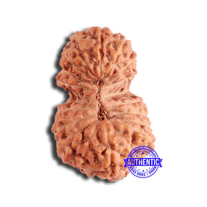 19 Mukhi Indonesian Gaurishankar Rudraksha - Bead 100