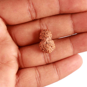 19 Mukhi Indonesian Gaurishankar Rudraksha - Bead 100