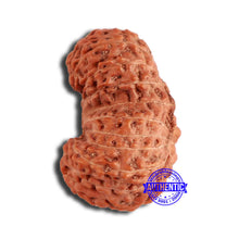 Load image into Gallery viewer, 19 Mukhi Indonesian Gaurishankar Rudraksha - Bead 100
