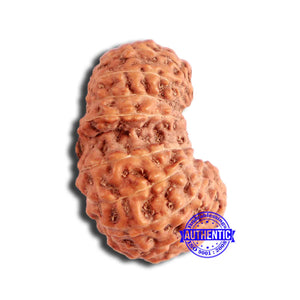 19 Mukhi Indonesian Gaurishankar Rudraksha - Bead 100