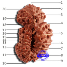 Load image into Gallery viewer, 20 Mukhi Indonesian Gaurishankar Rudraksha - Bead 79
