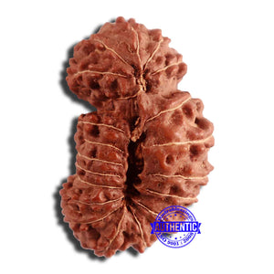 20 Mukhi Indonesian Gaurishankar Rudraksha - Bead 79