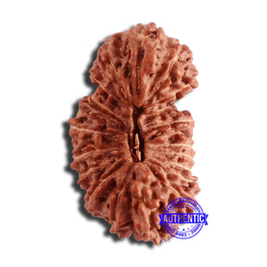 20 Mukhi Indonesian Gaurishankar Rudraksha - Bead 79