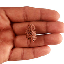 Load image into Gallery viewer, 20 Mukhi Indonesian Gaurishankar Rudraksha - Bead 79
