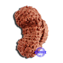 Load image into Gallery viewer, 20 Mukhi Indonesian Gaurishankar Rudraksha - Bead 79
