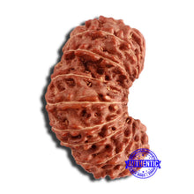 Load image into Gallery viewer, 20 Mukhi Indonesian Gaurishankar Rudraksha - Bead 79
