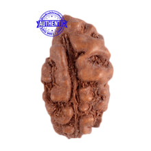 Load image into Gallery viewer, 1 Mukhi Ganesh Rudraksha from Indonesia - Bead No. 112
