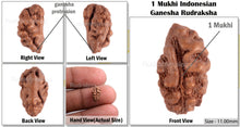 Load image into Gallery viewer, 1 Mukhi Ganesh Rudraksha from Indonesia - Bead No. 112
