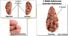 Load image into Gallery viewer, 1 Mukhi Ganesh Rudraksha from Indonesia - Bead No. 120
