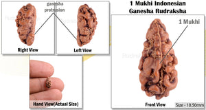 1 Mukhi Ganesh Rudraksha from Indonesia - Bead No. 120