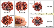 Load image into Gallery viewer, 1 Mukhi Savar Rudraksha from Nepal - Bead No. 27
