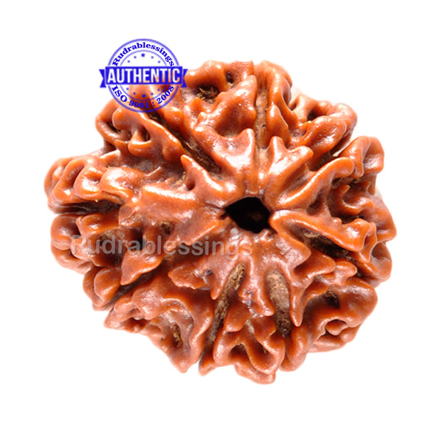 1 Mukhi Savar Rudraksha from Nepal - Bead No. 31