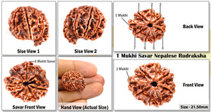 1 Mukhi Savar Rudraksha from Nepal - Bead No. 31