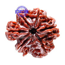 Load image into Gallery viewer, 1 Mukhi Savar Rudraksha from Nepal - Bead No. 45
