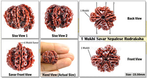 1 Mukhi Savar Rudraksha from Nepal - Bead No. 45