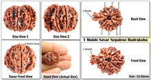 Load image into Gallery viewer, 1 Mukhi Savar Rudraksha from Nepal - Bead No. 48
