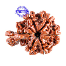 Load image into Gallery viewer, 1 Mukhi Savar Rudraksha from Nepal - Bead No. 76
